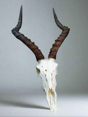 Large African Impala Skull (Aepyceros melampus) Non-CITES species