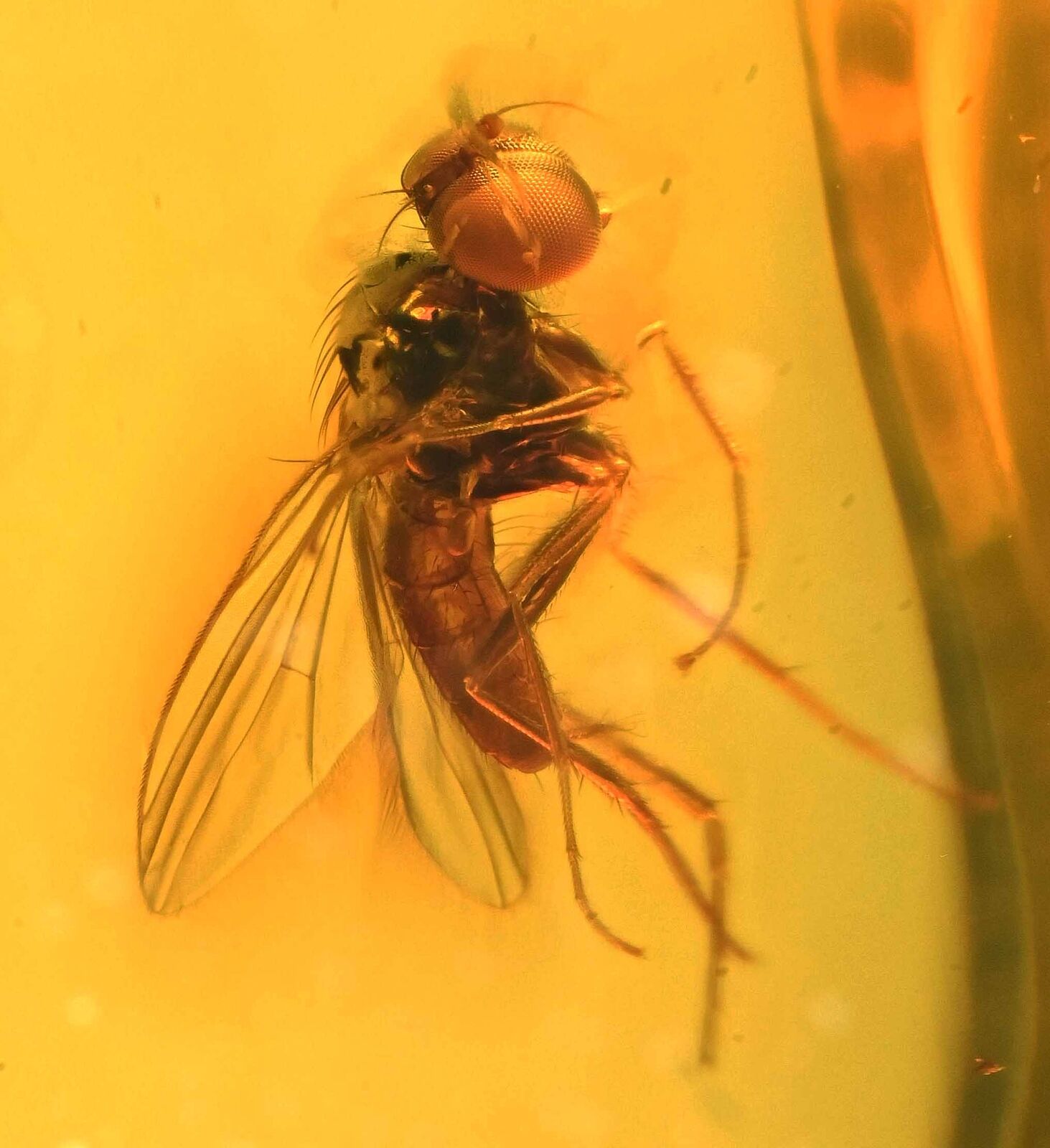 Brachycera Fly Fossil Inclusion in Dominican Amber (705)