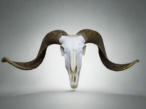 Large Ram Skull (Ovis aries) Non-CITES species