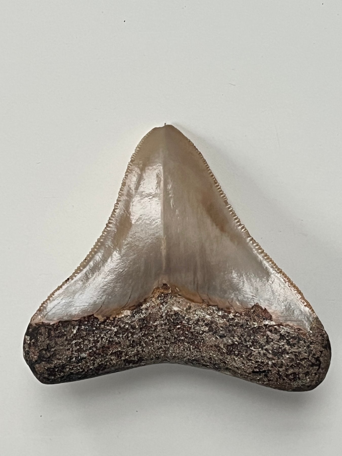 Megalodon Fossil Tooth 77mm (Carcharocles megalodon)