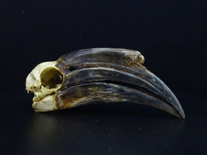 Black-casqued Hornbill Skull (Ceratogymna atrata) 17cm Non-CITES species