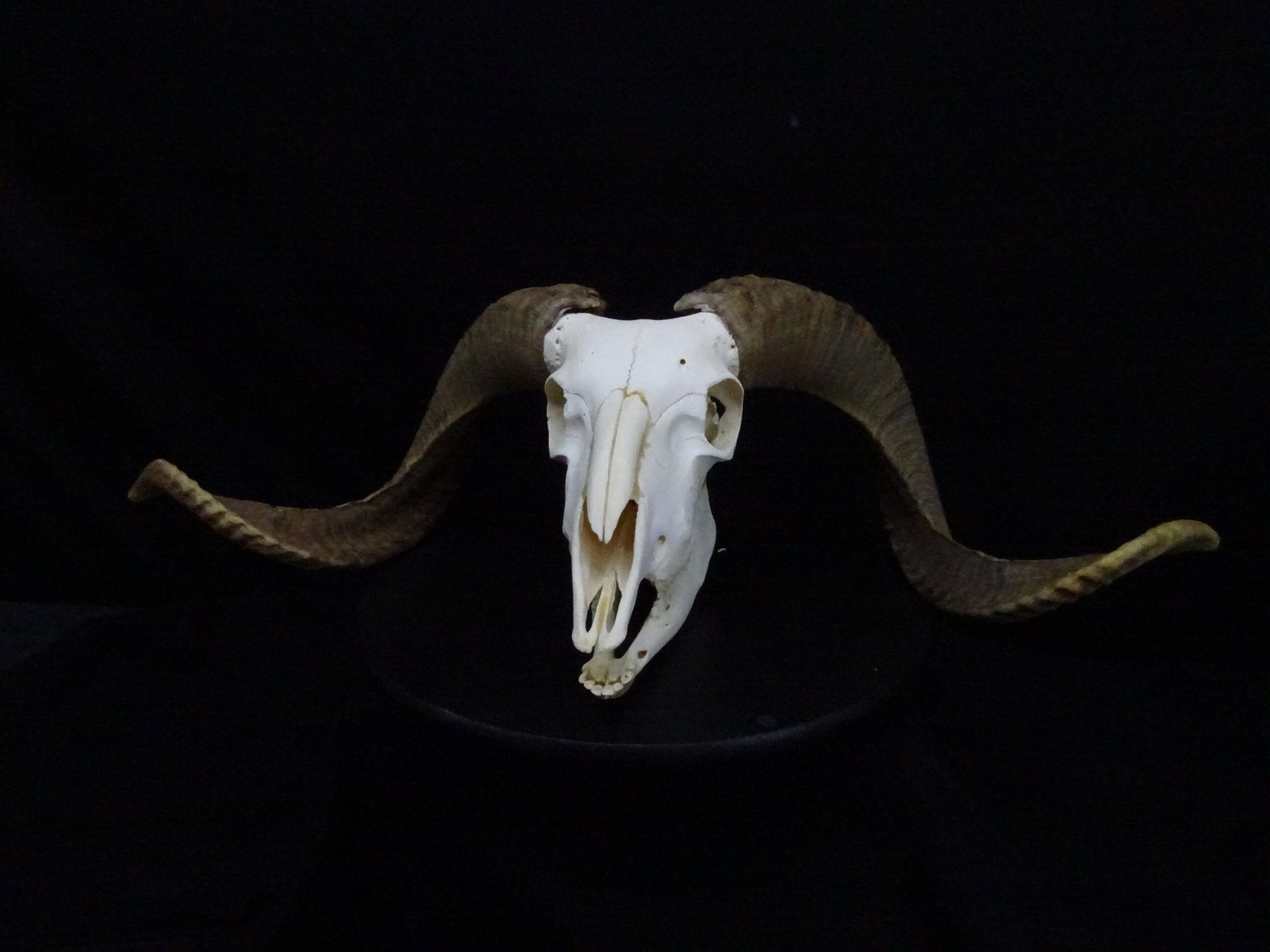 Large Ram Skull (Ovis aries) Non-CITES species