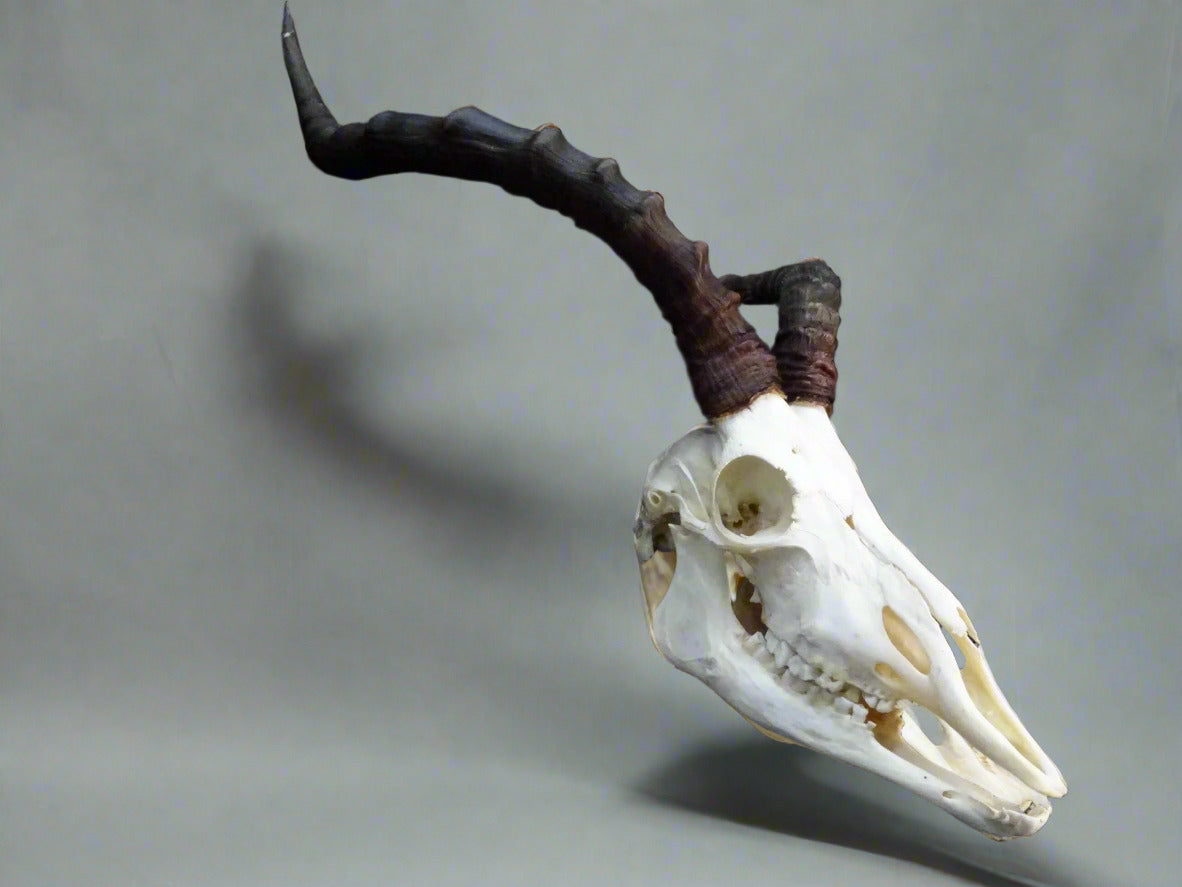 Large African Impala Skull (Aepyceros melampus) Non-CITES species