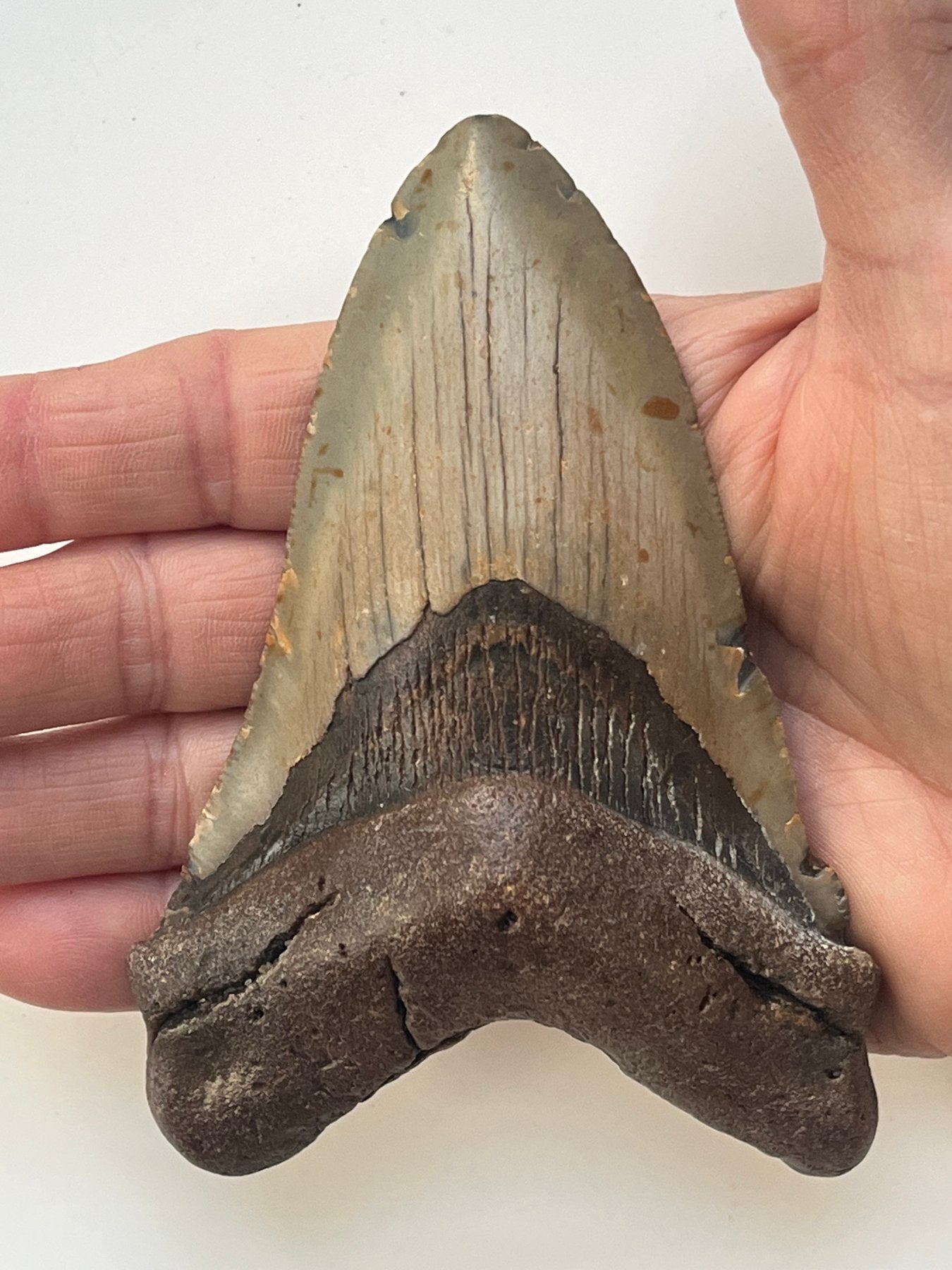 Megalodon Fossil Tooth 125mm (Carcharocles megalodon)