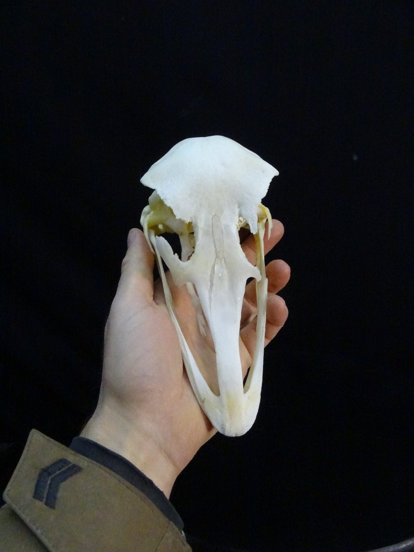 Ostrich Skull (Struthio camelus) Non-CITES species