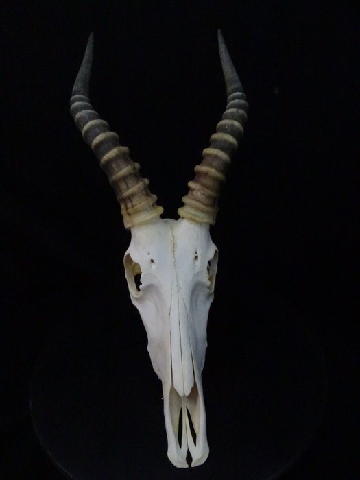 Blesbok Skull (Damaliscus pygargus phillipsi) Non-CITES species