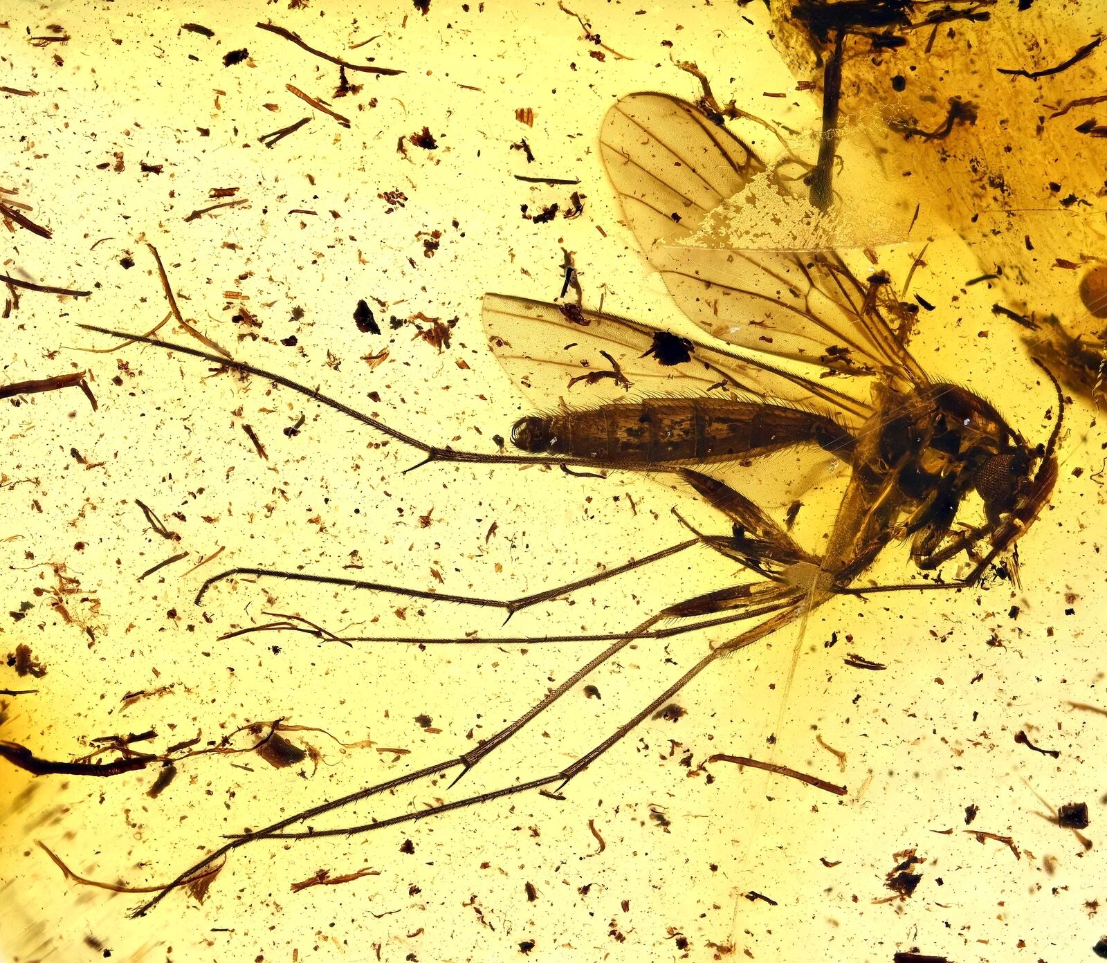 Keroplatidae Predatory Gnat Fossil Inclusion in Baltic Amber (F18)