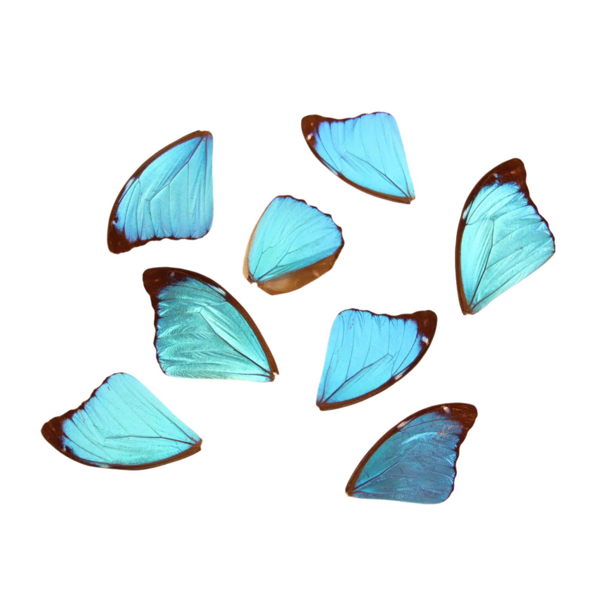 8 Blue Morpho Loose Butterfly Wings (Morpho didius) Real Wings for Artistic Creation