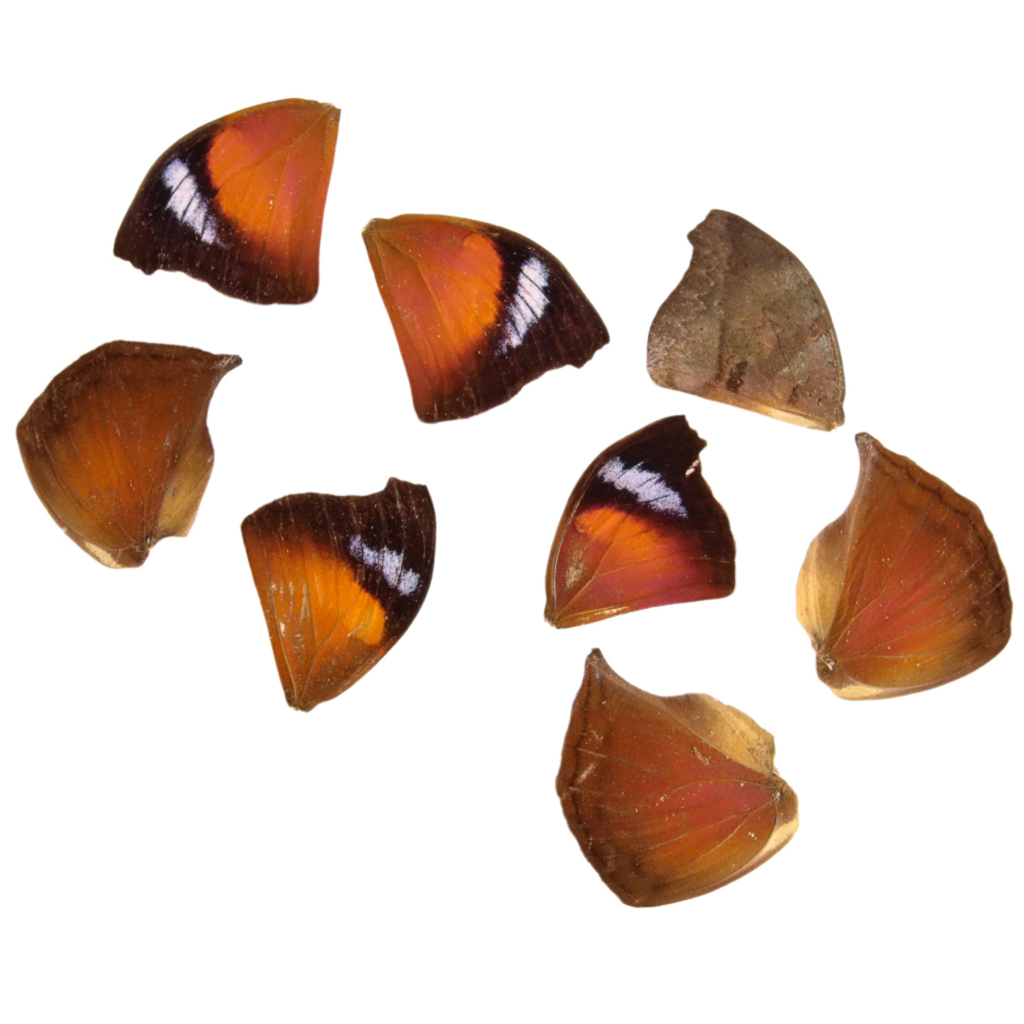 10 Dead-leaf Loose Butterfly Wings (Salamis anteva) Real Wings for Artistic Creation