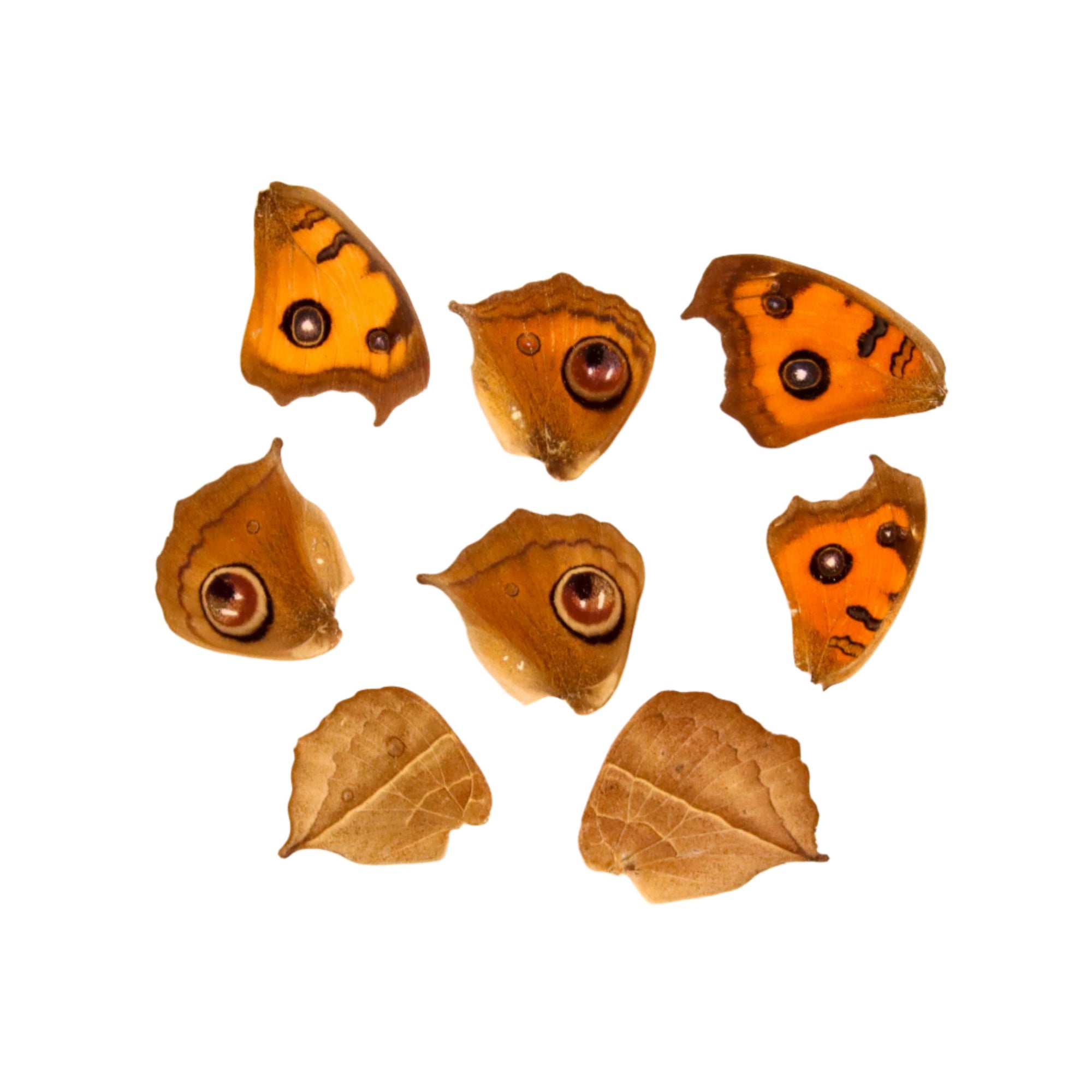 10 Peacock Pansy Loose Butterfly Wings (Junonia almana) Real Wings for Artistic Creation