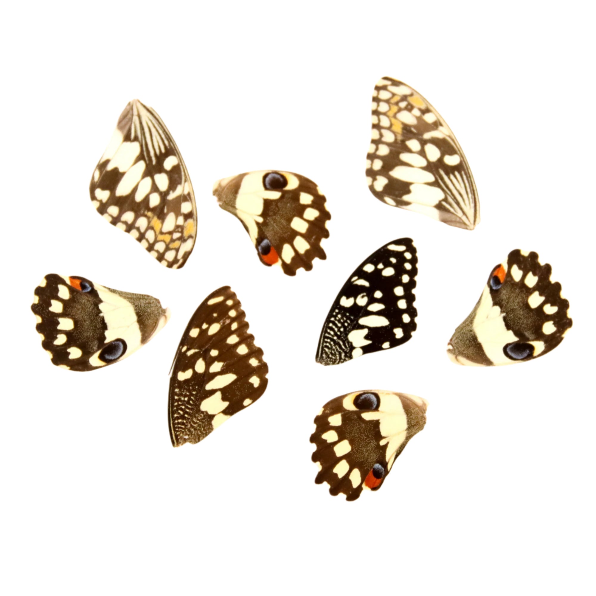 10 Lime Butterfly Loose Wings (Papilio demoleus) Real Wings for Artistic Creation