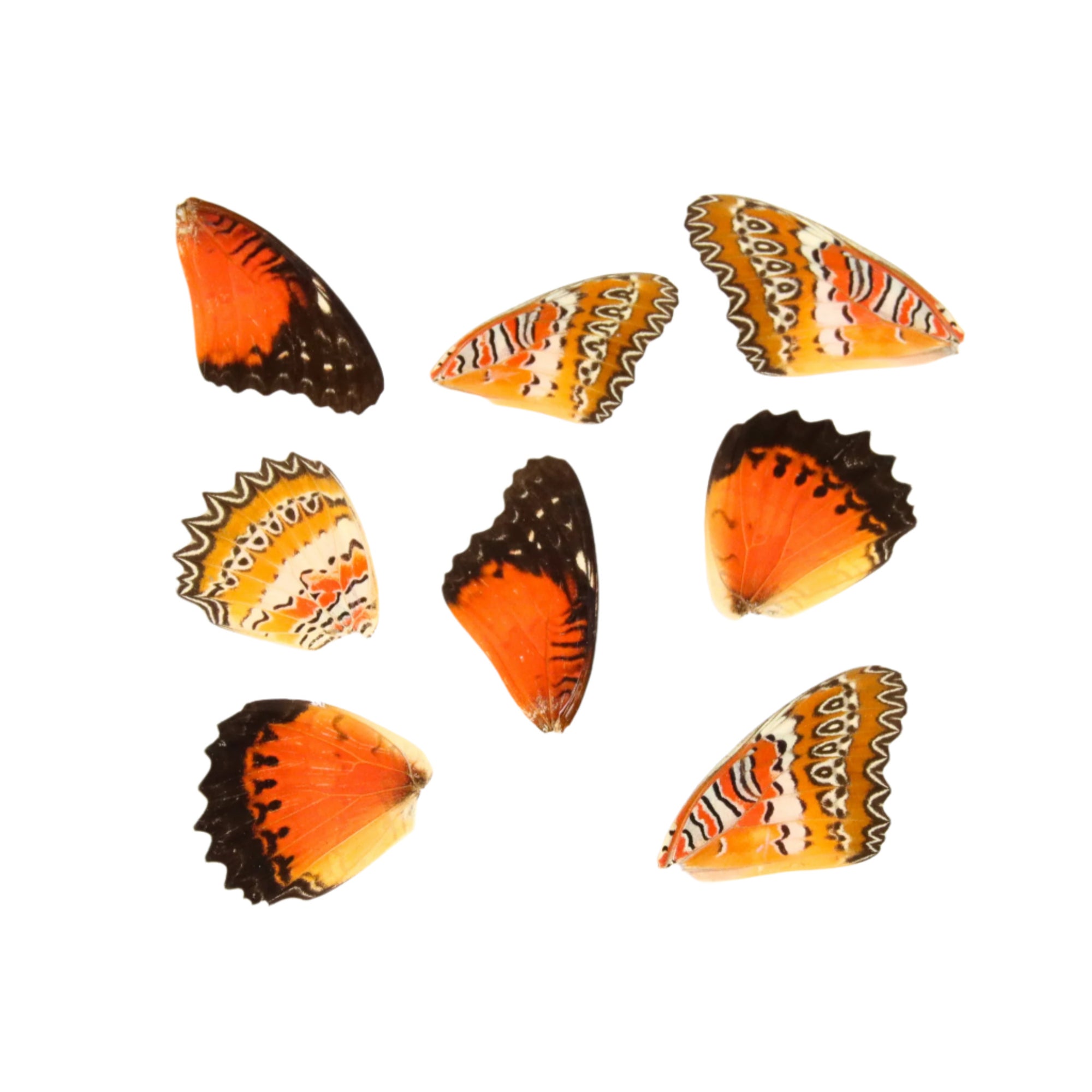 10 Red Lacewing Butterfly Loose Wings (Cethosia biblis) Real Wings for Artistic Creation