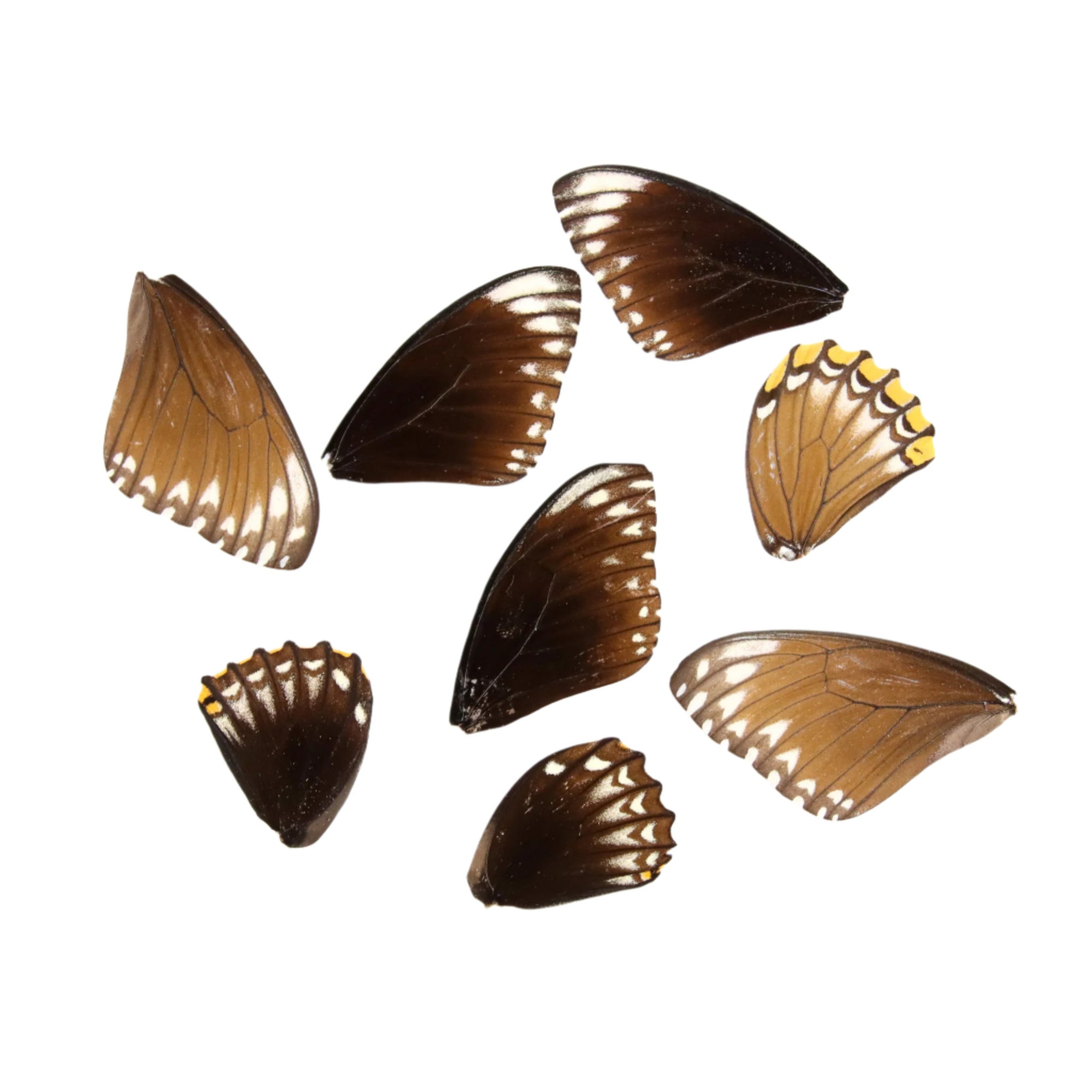 10 Common Mime Butterfly Loose Wings (Papilio clytia) Real Wings for Artistic Creation