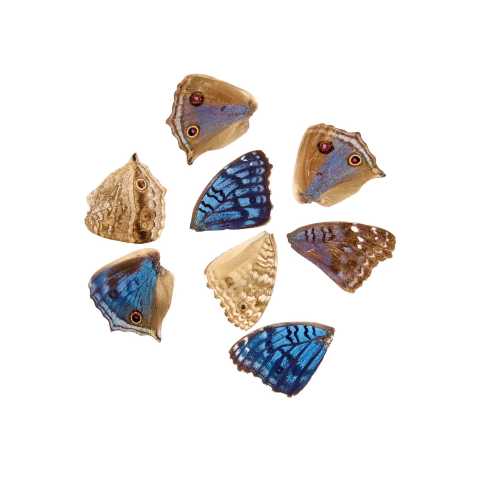 10 Brilliant Blue Loose Butterfly Wings (Junonia rhadama) Real Wings for Artistic Creation