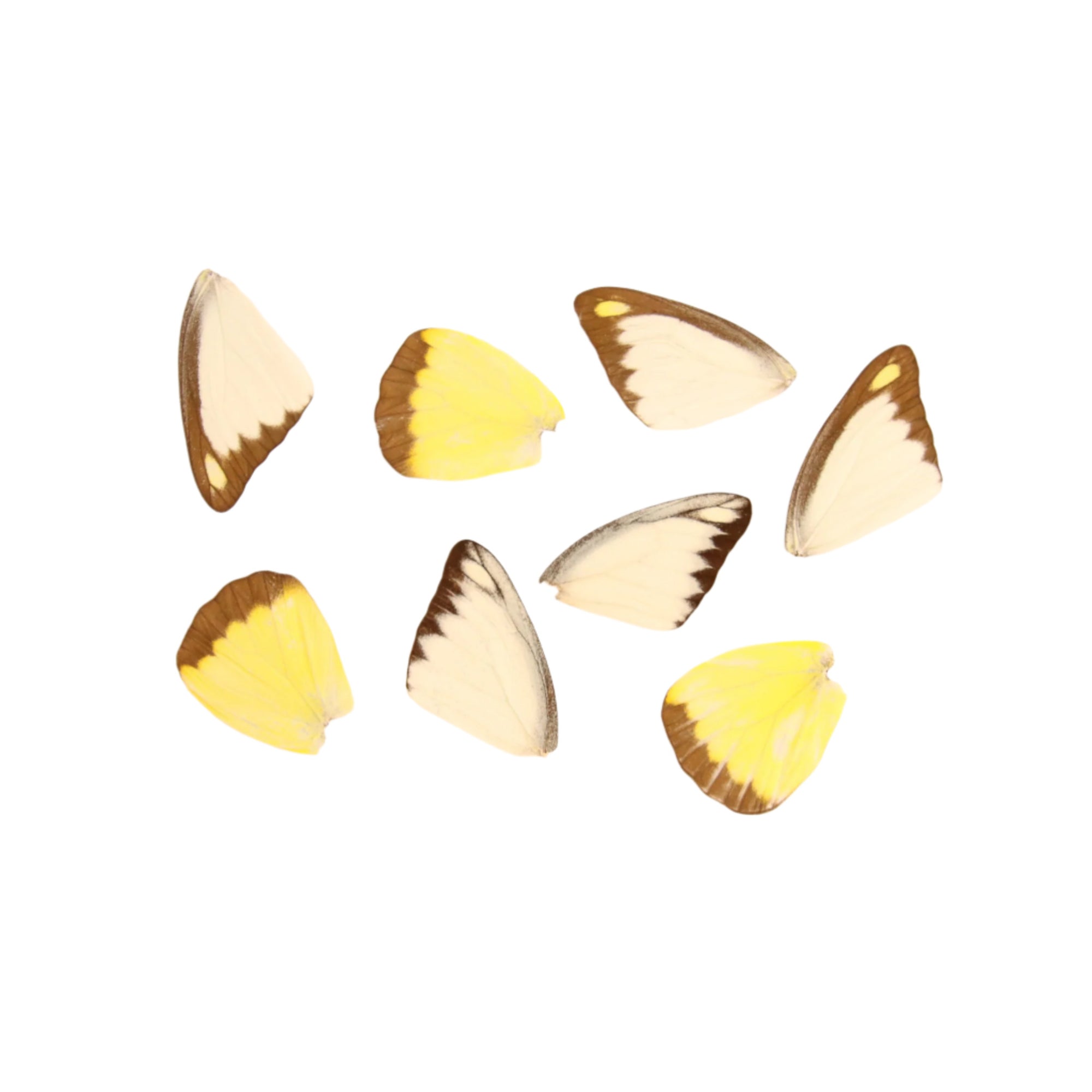 10 Chocolate Albatross Butterfly Loose Wings (Appias lyncida) Real Wings for Artistic Creation