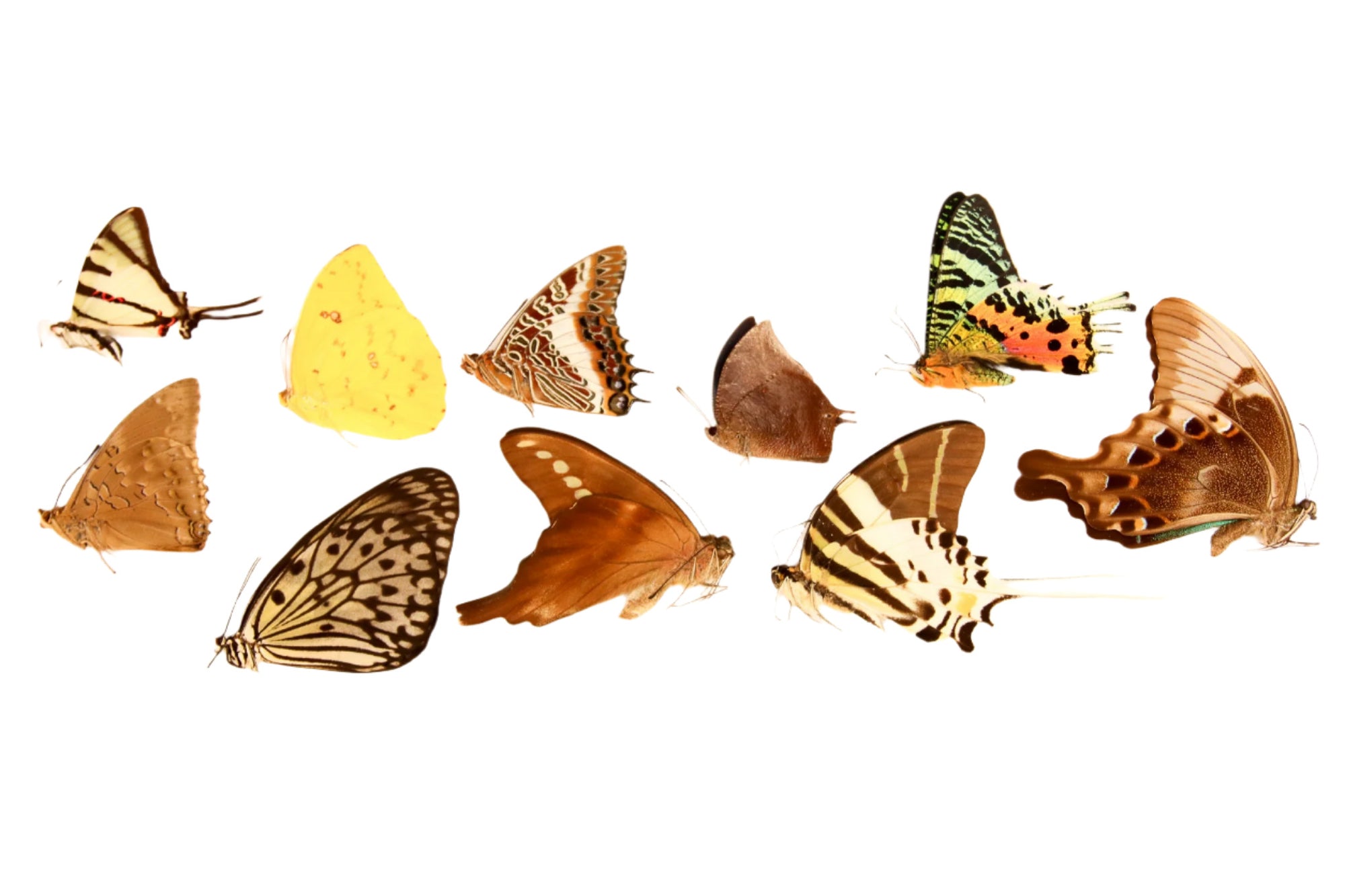 10 Premium Assorted Butterfly Selection, A1 Unmounted Specimens