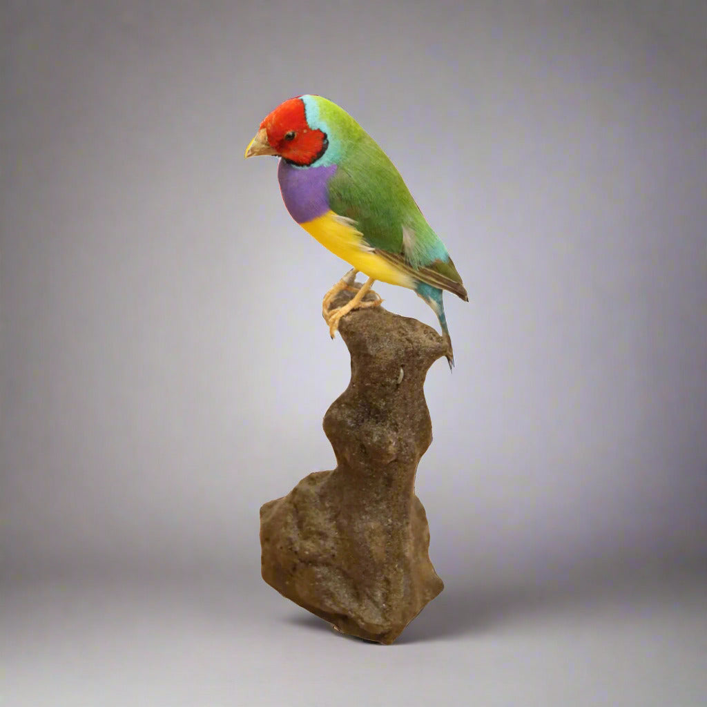 Gouldian Finch Taxidermy (Chloebia gouldiae) Non-CITES species