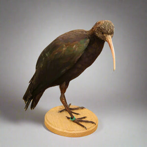 Glossy Ibis Bird Taxidermy (Plegadis falcinellus) Non-CITES species