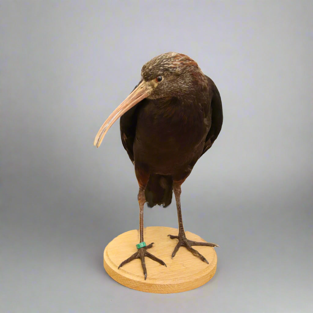 Glossy Ibis Bird Taxidermy (Plegadis falcinellus) Non-CITES species