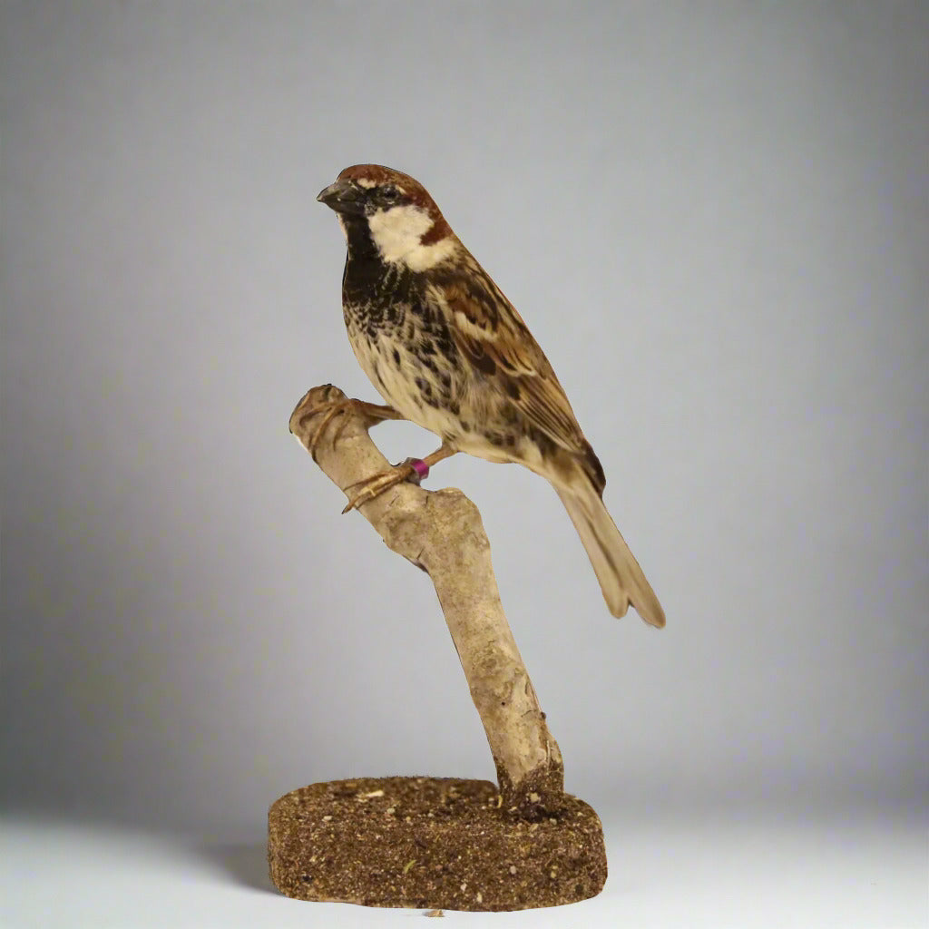 Spanish Sparrow Taxidermy (Passer hispaniolensis) Non-CITES species