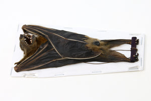 Short-nosed Fruit Bat Preserved Study Specimen (Cynopterus brachyotis) HANGING Mount