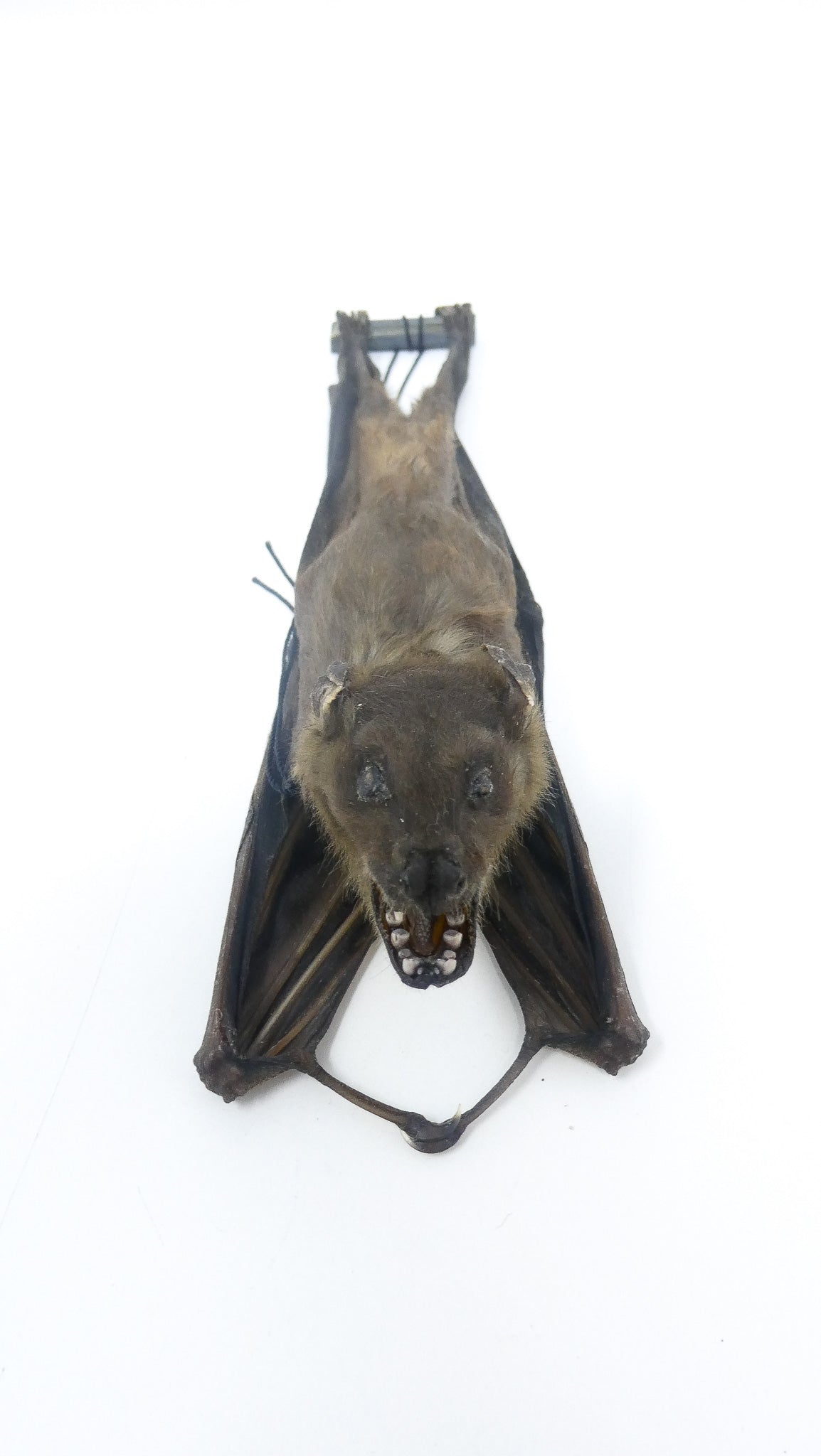 SPECIAL OFFER 10 (TEN) HANGING Various Assorted Common Bats, Preserved Study Specimens, Wholesale Taxidermy