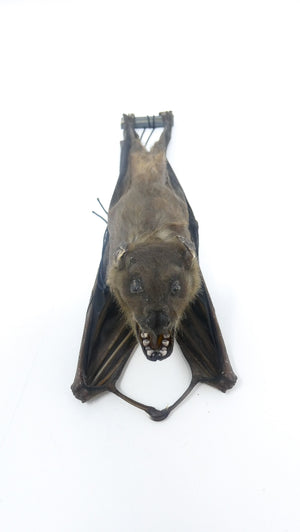 SPECIAL OFFER 10 (TEN) HANGING Various Assorted Common Bats, Preserved Study Specimens, Wholesale Taxidermy