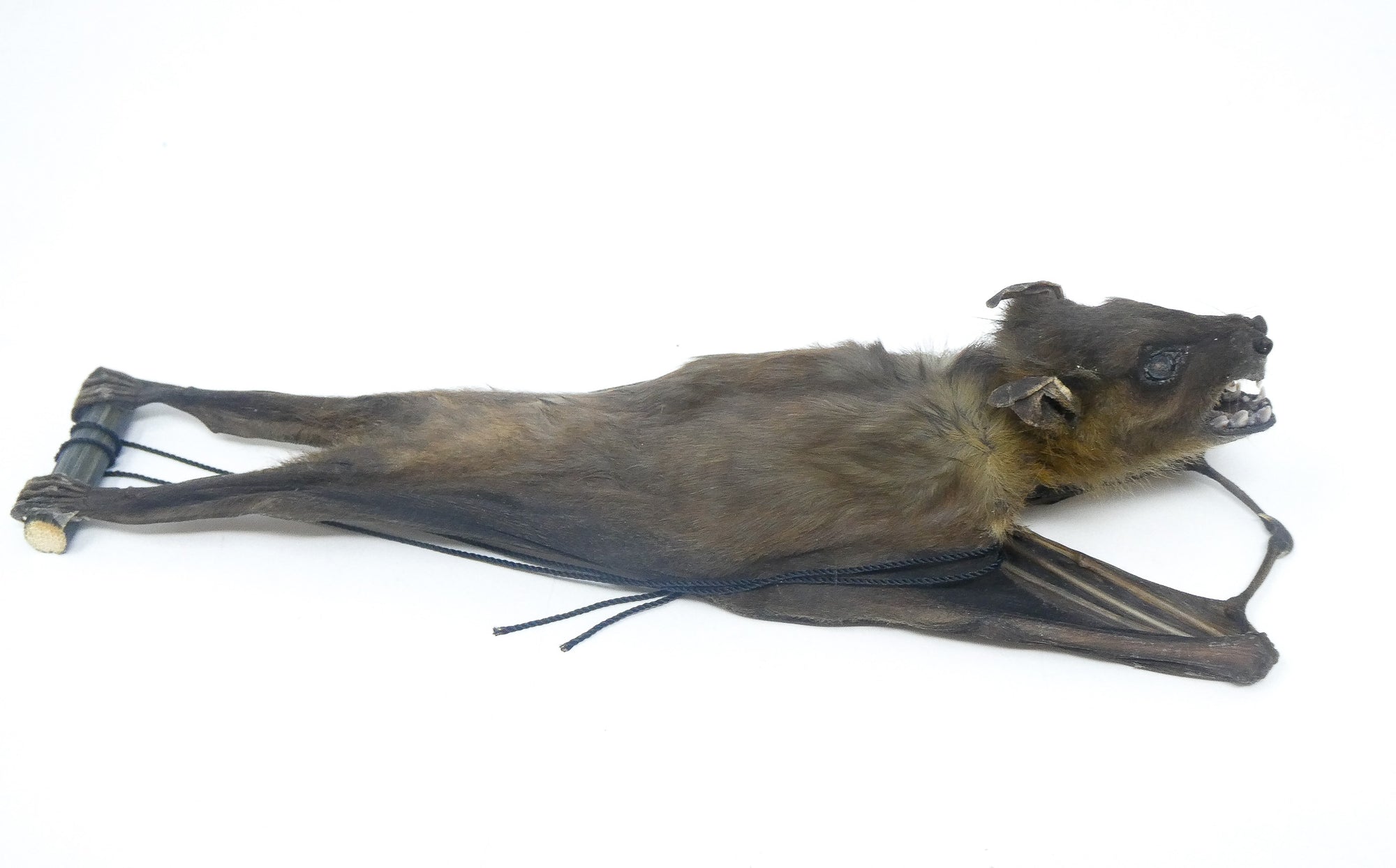 SPECIAL OFFER 10 (TEN) HANGING Various Assorted Common Bats, Preserved Study Specimens, Wholesale Taxidermy