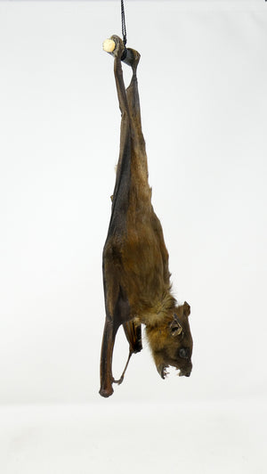 SPECIAL OFFER 10 (TEN) HANGING Various Assorted Common Bats, Preserved Study Specimens, Wholesale Taxidermy