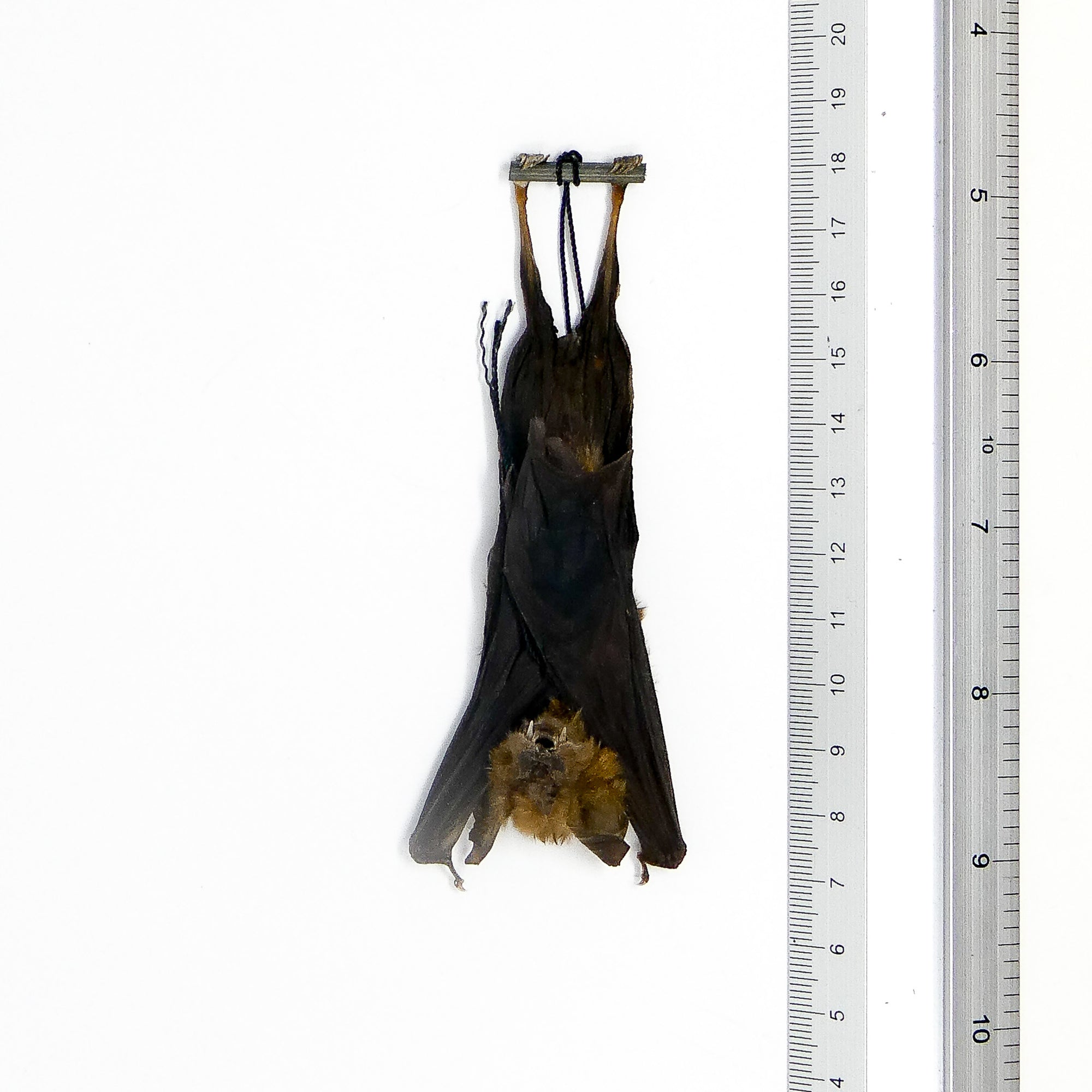 SPECIAL OFFER 10 (TEN) HANGING Various Assorted Common Bats, Preserved Study Specimens, Wholesale Taxidermy