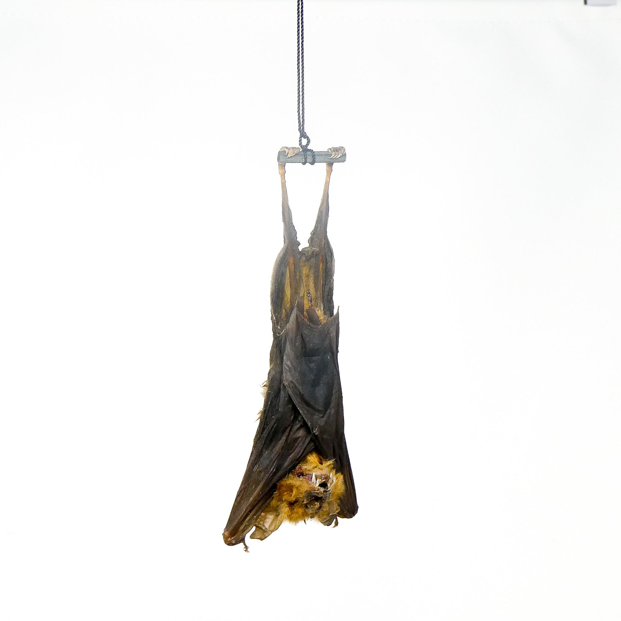 SPECIAL OFFER 10 (TEN) HANGING Various Assorted Common Bats, Preserved Study Specimens, Wholesale Taxidermy