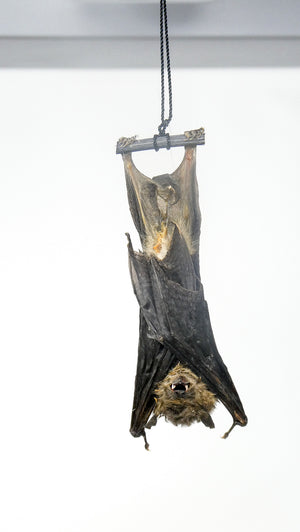 SPECIAL OFFER 10 (TEN) HANGING Various Assorted Common Bats, Preserved Study Specimens, Wholesale Taxidermy