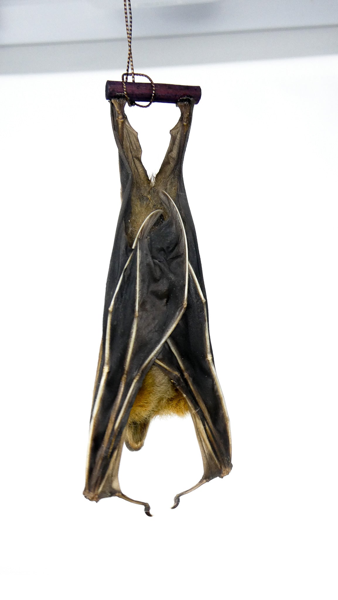 SPECIAL OFFER 10 (TEN) HANGING Various Assorted Common Bats, Preserved Study Specimens, Wholesale Taxidermy