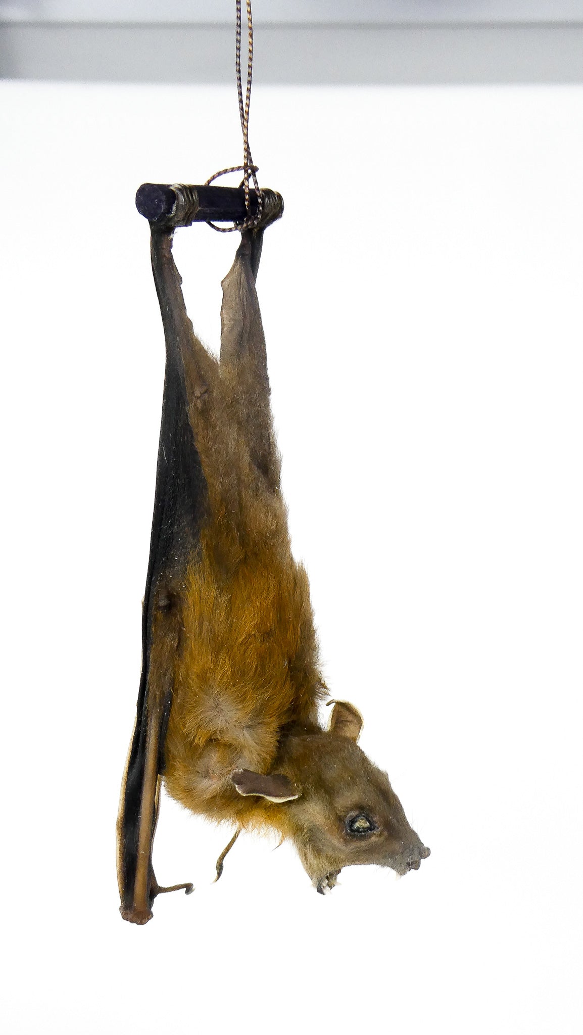 SPECIAL OFFER 10 (TEN) HANGING Various Assorted Common Bats, Preserved Study Specimens, Wholesale Taxidermy