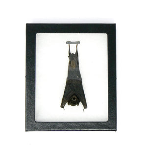 SPECIAL OFFER 10 (TEN) HANGING Various Assorted Common Bats, Preserved Study Specimens, Wholesale Taxidermy