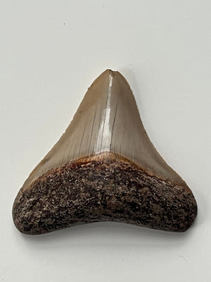 Megalodon Fossil Tooth 77mm (Carcharocles megalodon)