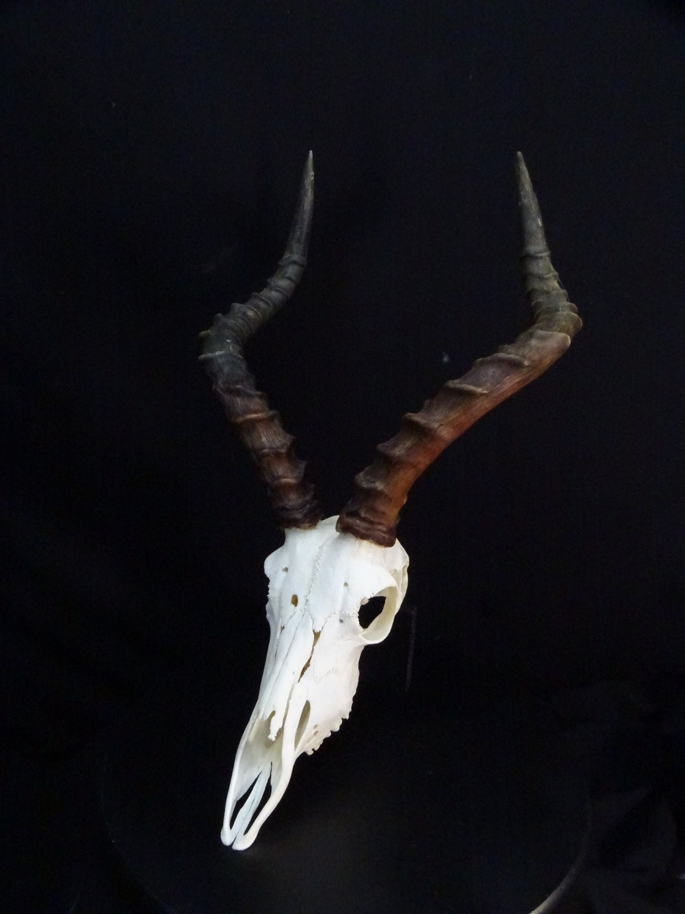 Large African Impala Skull (Aepyceros melampus) Non-CITES species