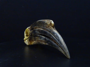 Black-casqued Hornbill Skull (Ceratogymna atrata) 17cm Non-CITES species