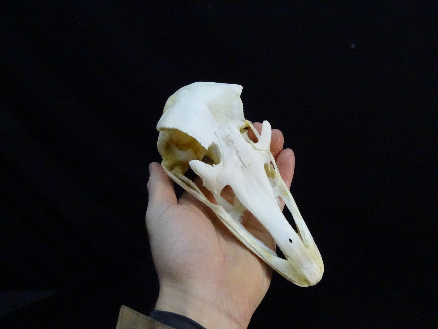 Ostrich Skull (Struthio camelus) Non-CITES species