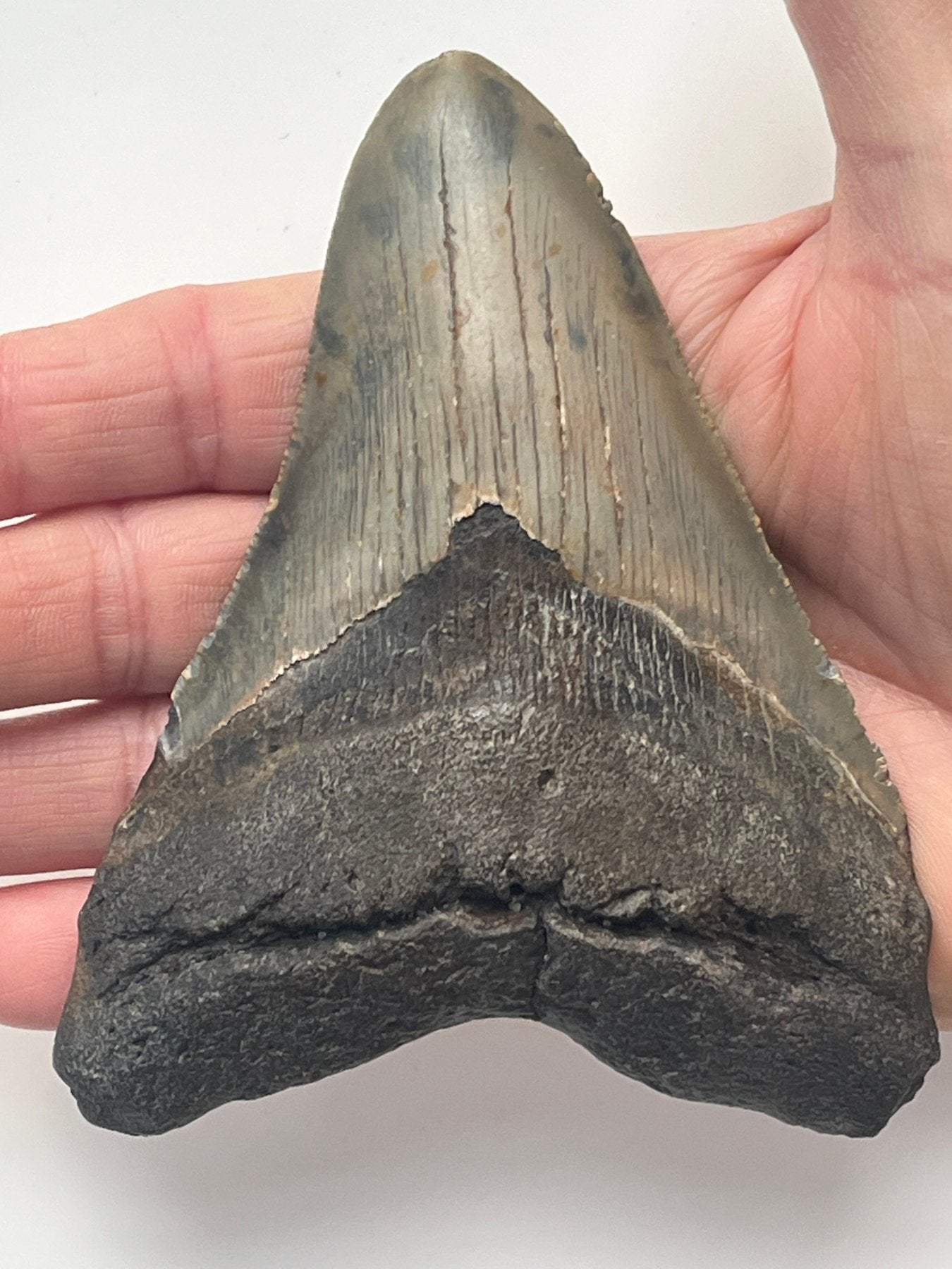 Megalodon Fossil Tooth 120mm (Carcharocles megalodon)