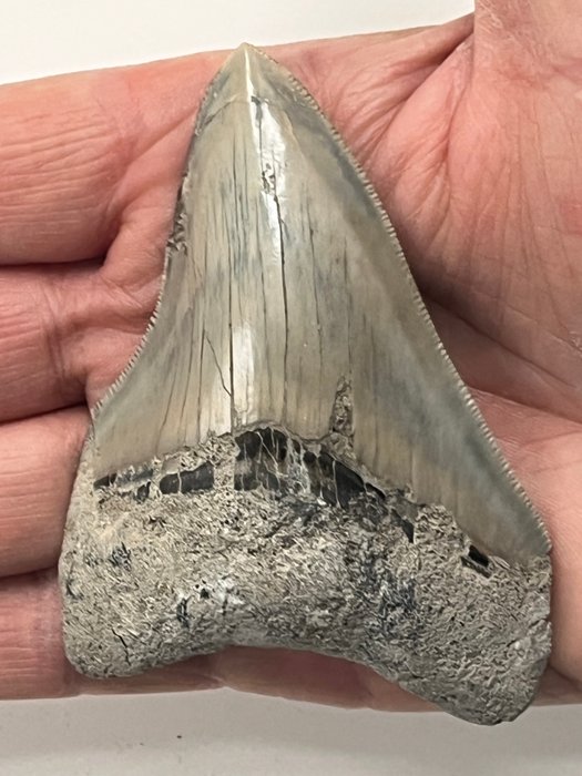 Megalodon Fossil Tooth 89mm (Carcharocles megalodon)