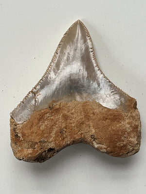 Megalodon Fossil Tooth 57mm (Carcharocles megalodon)