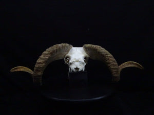 Large Ram Skull (Ovis aries) Non-CITES species