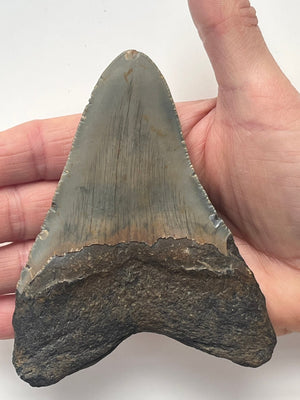 Megalodon Fossil Tooth 120mm (Carcharocles megalodon)