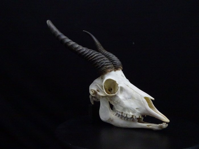 Springbok Skull (Antidorcas marsupialis) Non-CITES species