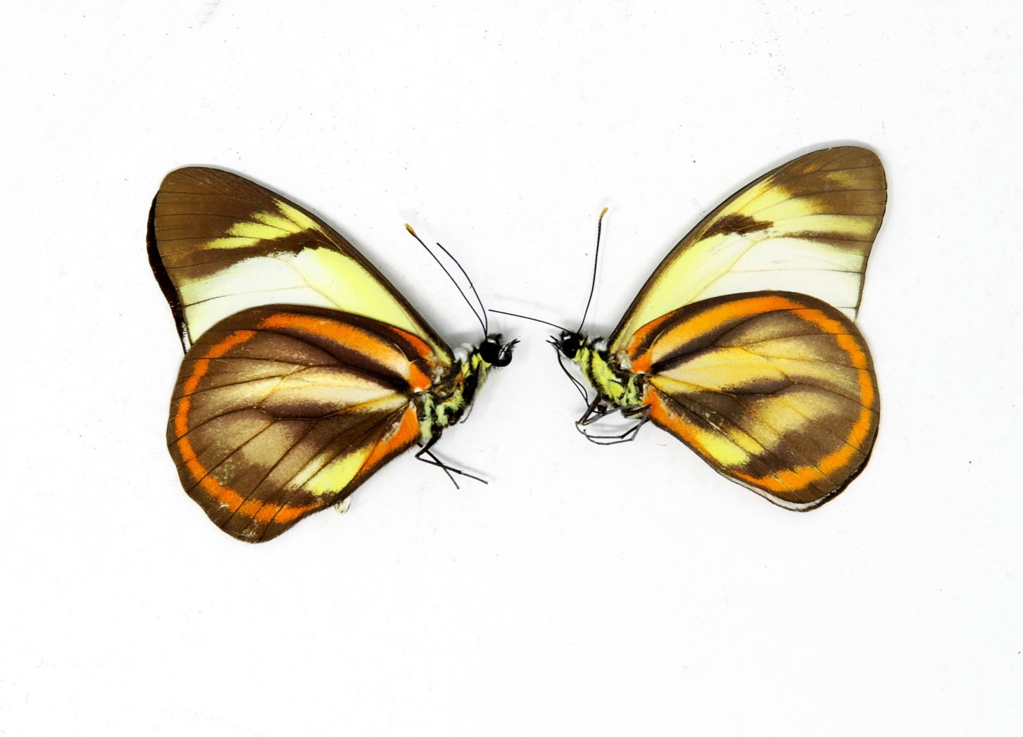 TWO (2) Hesperocharis hirlanda - The Hirlanda White Butterfly, Dry-Preserved Specimens, Entomology  Lepidoptera Butterflies