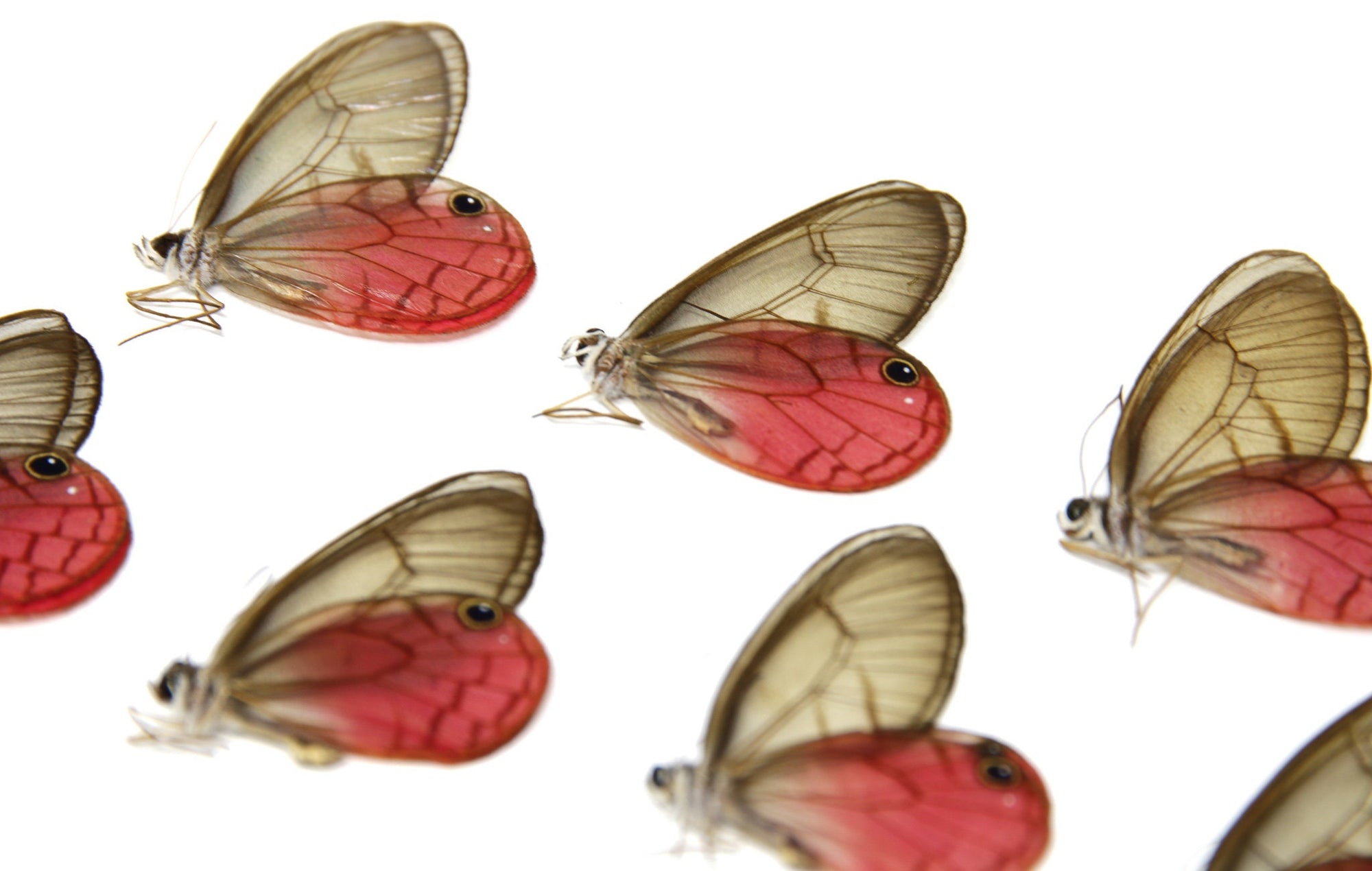 WHOLESALE 10 Pink Clearwings Butterflies, Cithaerias aurorina | A1 Dry-Preserved Unmounted Specimens