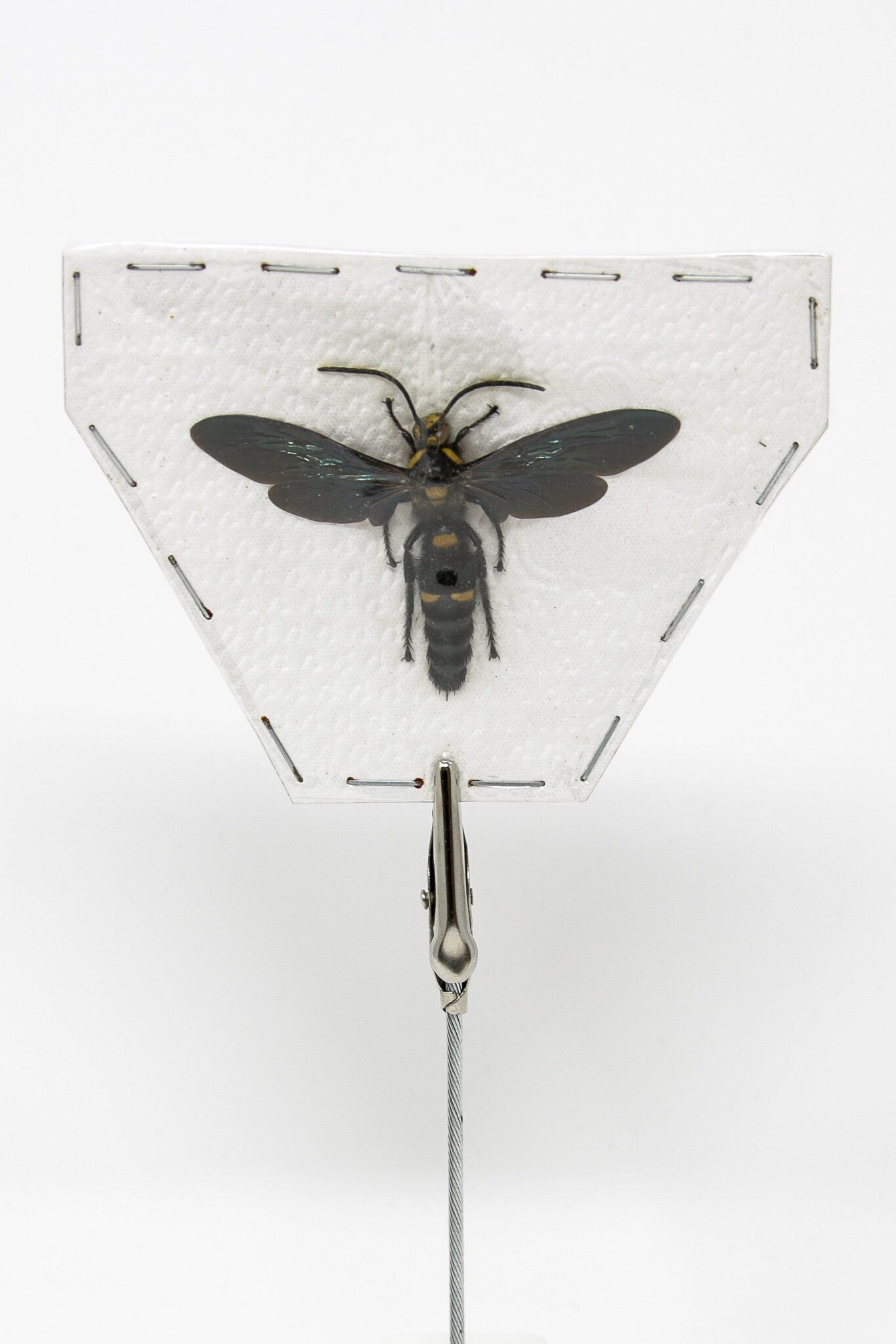 Two (2) Giant Scoliid Wasp XL - Megascolia procer, Dry-Preserved Specimens, Entomology, Taxidermy, Insect Art Supplies | 2.5-3 Inch Wingspan