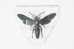 Two (2) Giant Scoliid Wasp XL - Megascolia procer, Dry-Preserved Specimens, Entomology, Taxidermy, Insect Art Supplies | 2.5-3 Inch Wingspan