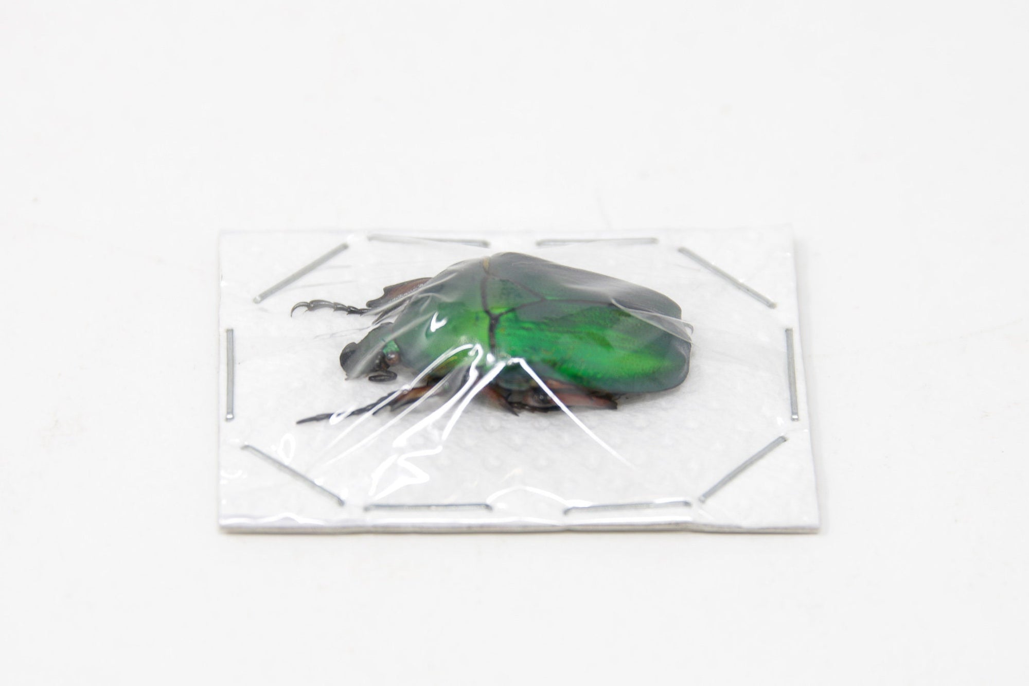 TWO (2) Green Flower Beetles | Euchloropus laetus | Ethical Insect Specimens for Entomology and Art